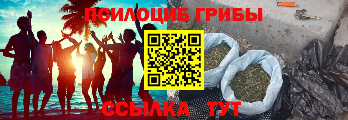 Псилоцибиновые грибы Psilocybe Касимов